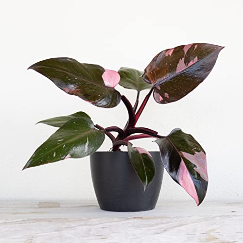 Pink Princess Marble Philodendron in White Pot - Rare Houseplant