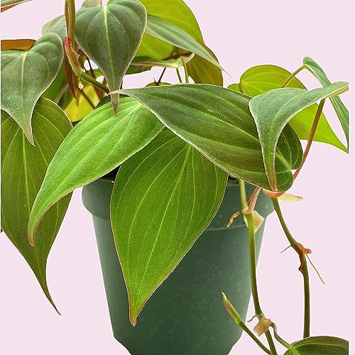 Philodendron Micans Hederaceum, 4 inch, Heart-Leaf Philo, Sweetheart Plant