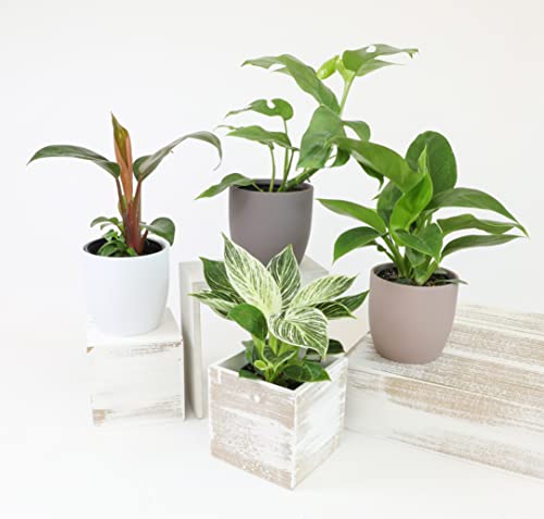 4-Pack Live Philodendron Plants, 4" Pots