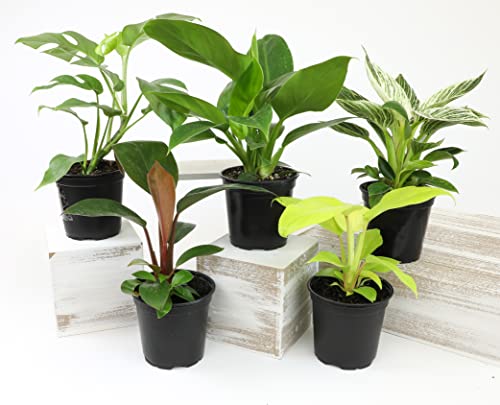 4-Pack Live Philodendron Plants, 4" Pots