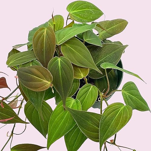 Philodendron Micans Hederaceum, 4 inch, Heart-Leaf Philo, Sweetheart Plant