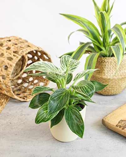 4-Pack Live Philodendron Plants, 4" Pots