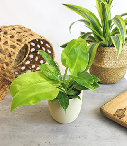 4-Pack Live Philodendron Plants, 4" Pots