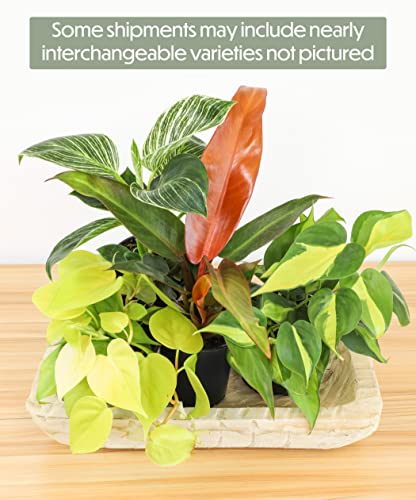 4-Pack Live Philodendron Plants, 4" Pots