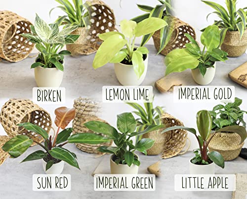 4-Pack Live Philodendron Plants, 4" Pots