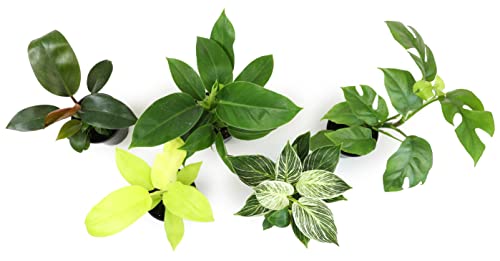 4-Pack Live Philodendron Plants, 4" Pots