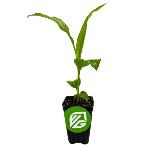 Yellow Turmeric Ginger Live Plant - Curcuma Longa
