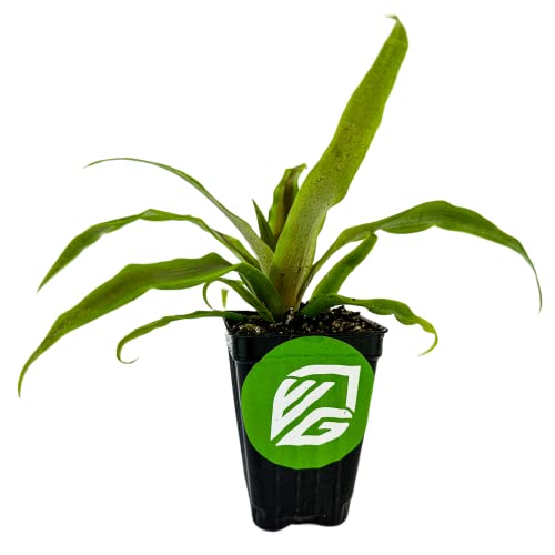 Easy-to-grow Sugarloaf Pineapple live plant