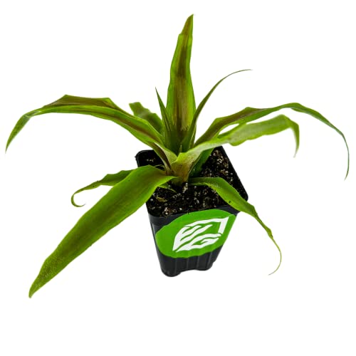 Easy-to-grow Sugarloaf Pineapple live plant