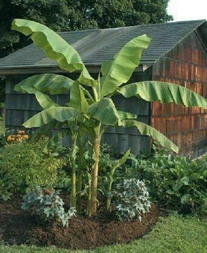 Yunakesa Musa - 'Basjoo' - Banana Tree