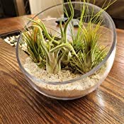 Glass Terrarium Vase for Home and Events