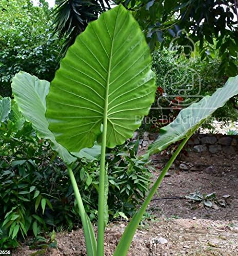 Alocasia Odora Elephant Ear Mini Bulb