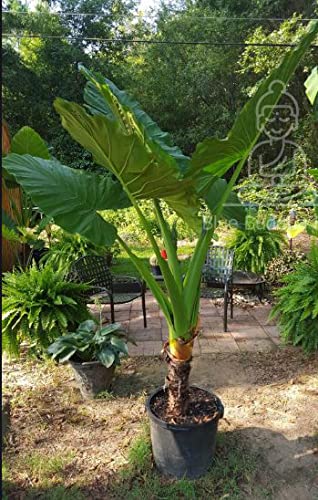 Alocasia Odora Elephant Ear Mini Bulb