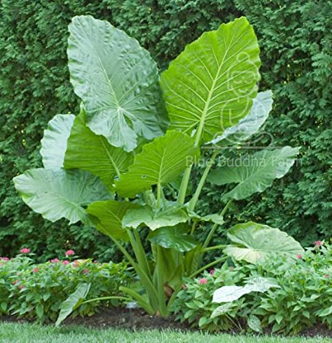 Alocasia Odora Elephant Ear Mini Bulb