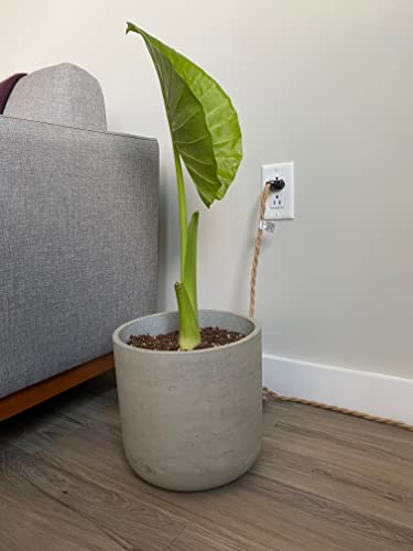 Alocasia Odora Elephant Ear Mini Bulb