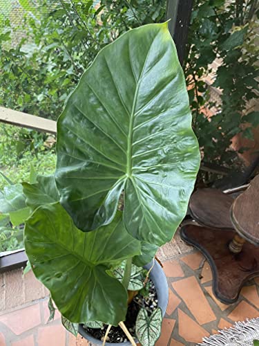 Alocasia Odora Elephant Ear Mini Bulb