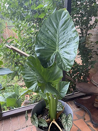 Alocasia Odora Elephant Ear Mini Bulb