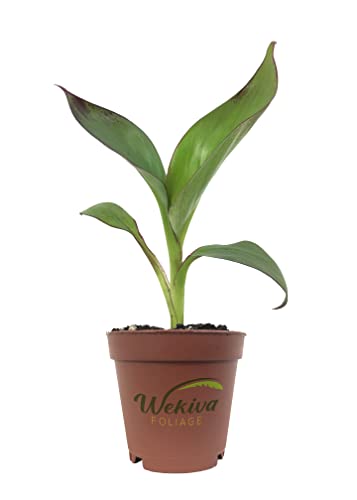 Red Abyssinian Banana Tree - 3 Live Plants