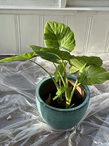 Alocasia Odora Elephant Ear Mini Bulb