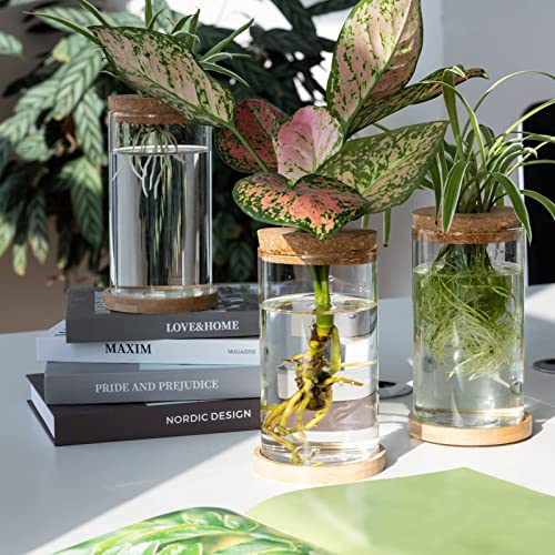 Tropical Plant Terrarium with Bamboo Saucer (3 pcs)
