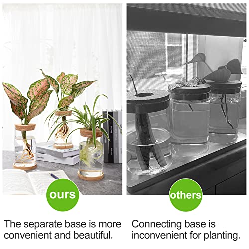 Tropical Plant Terrarium with Bamboo Saucer (3 pcs)