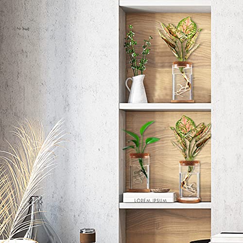 Tropical Plant Terrarium with Bamboo Saucer (3 pcs)