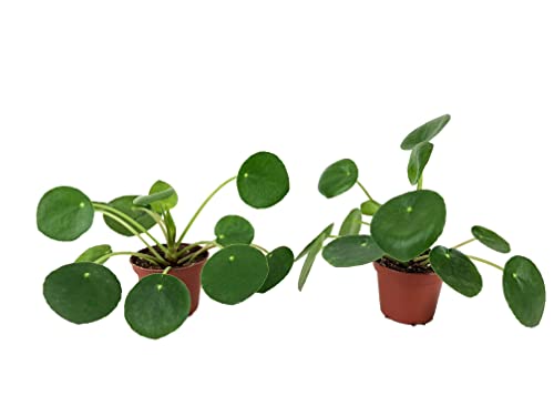 Pair of Pilea Plants (2" Pot)