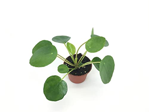 Pair of Pilea Plants (2" Pot)