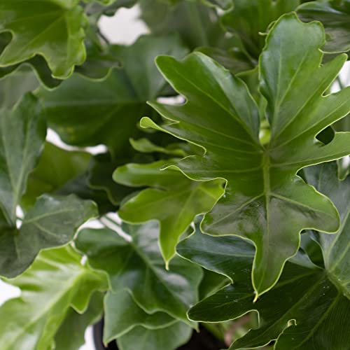 Fresh Shangri La Philodendron, Low Maintenance Indoor Plant