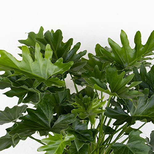 Fresh Shangri La Philodendron, Low Maintenance Indoor Plant