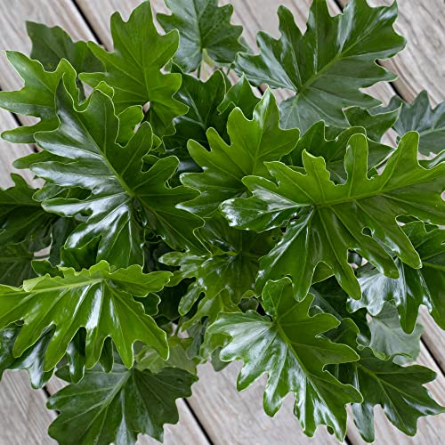Fresh Shangri La Philodendron, Low Maintenance Indoor Plant