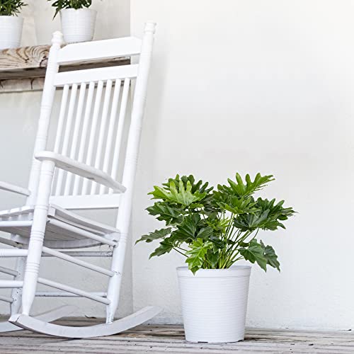Fresh Shangri La Philodendron, Low Maintenance Indoor Plant