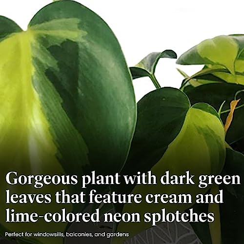 Philodendron Brasil Sweetheart Plant with Pot