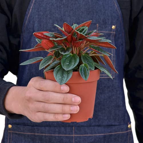 Peperomia 'Rosso' - 4" Live Indoor Plant