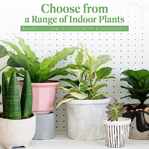 Philodendron Brasil Sweetheart Plant with Pot