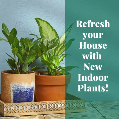 Peperomia 'Rosso' - 4" Live Indoor Plant