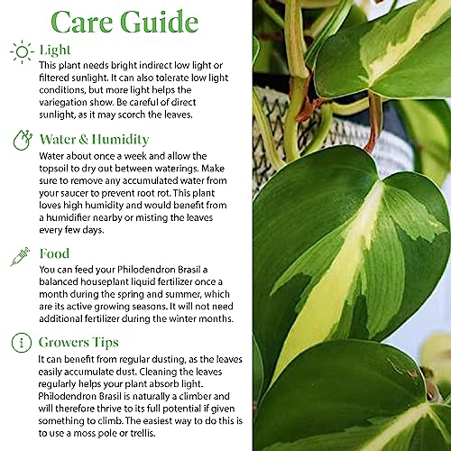 Philodendron Brasil Sweetheart Plant with Pot