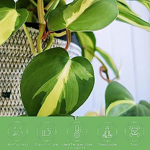 Philodendron Brasil Sweetheart Plant with Pot