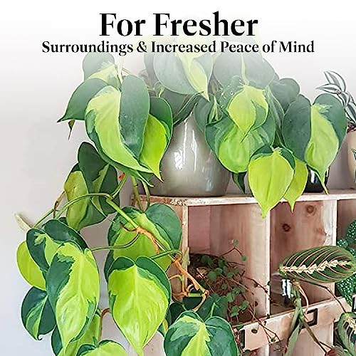 Philodendron Brasil Sweetheart Plant with Pot