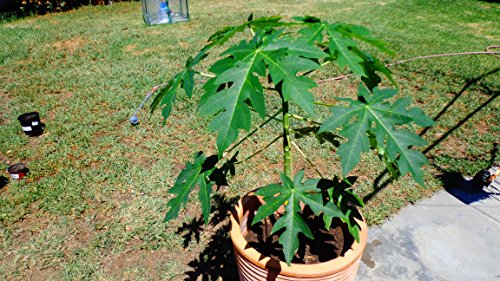 Papaya Tropical Fruit Tree Live Plant