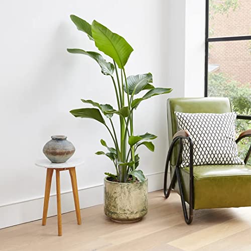 Certified Live Banana Cavendish Tree | Versatile & Compact