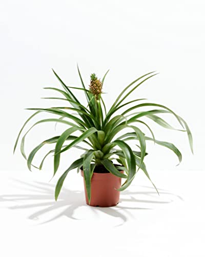 Pineapple Houseplant - Easy Care Tropical Plant