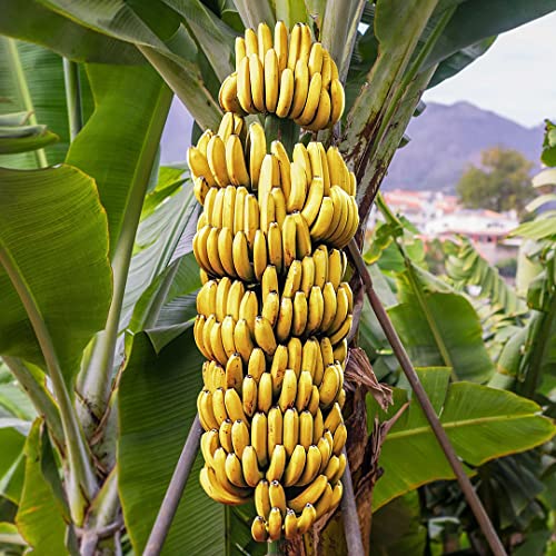 Certified Live Banana Cavendish Tree | Versatile & Compact