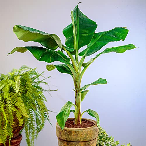 Certified Live Banana Cavendish Tree | Versatile & Compact
