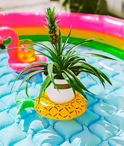 Pineapple Houseplant - Easy Care Tropical Plant