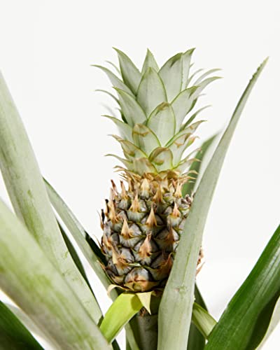 Pineapple Houseplant - Easy Care Tropical Plant