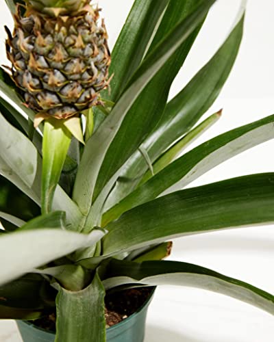 Pineapple Houseplant - Easy Care Tropical Plant