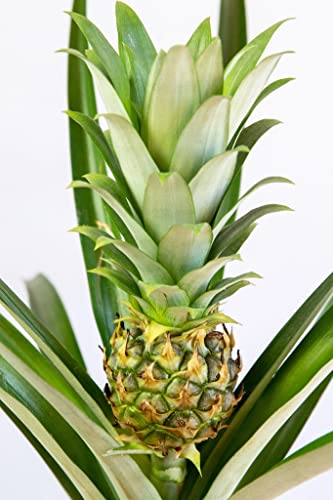 Pineapple Houseplant - Easy Care Tropical Plant