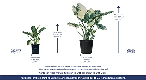 Variegated Alocasia Dawn Plant - 30" Tall