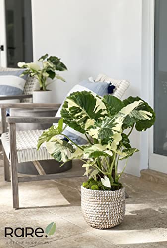 Variegated Alocasia Dawn Plant - 30" Tall